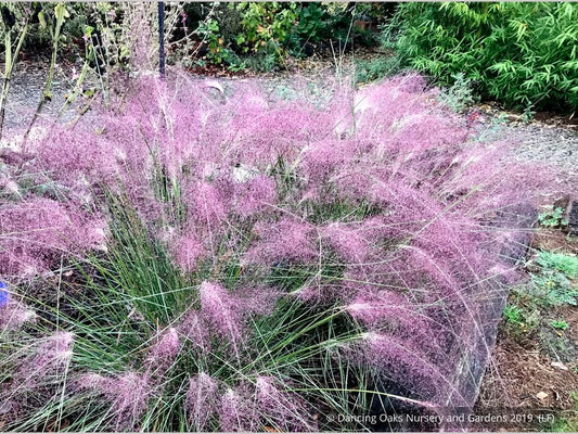 Grasses ~ Muhlenbergia 'Fast Forward', Pink Muhly Grass ~ Dancing Oaks Nursery and Gardens ~ Retail Nursery ~ Mail Order Nursery
