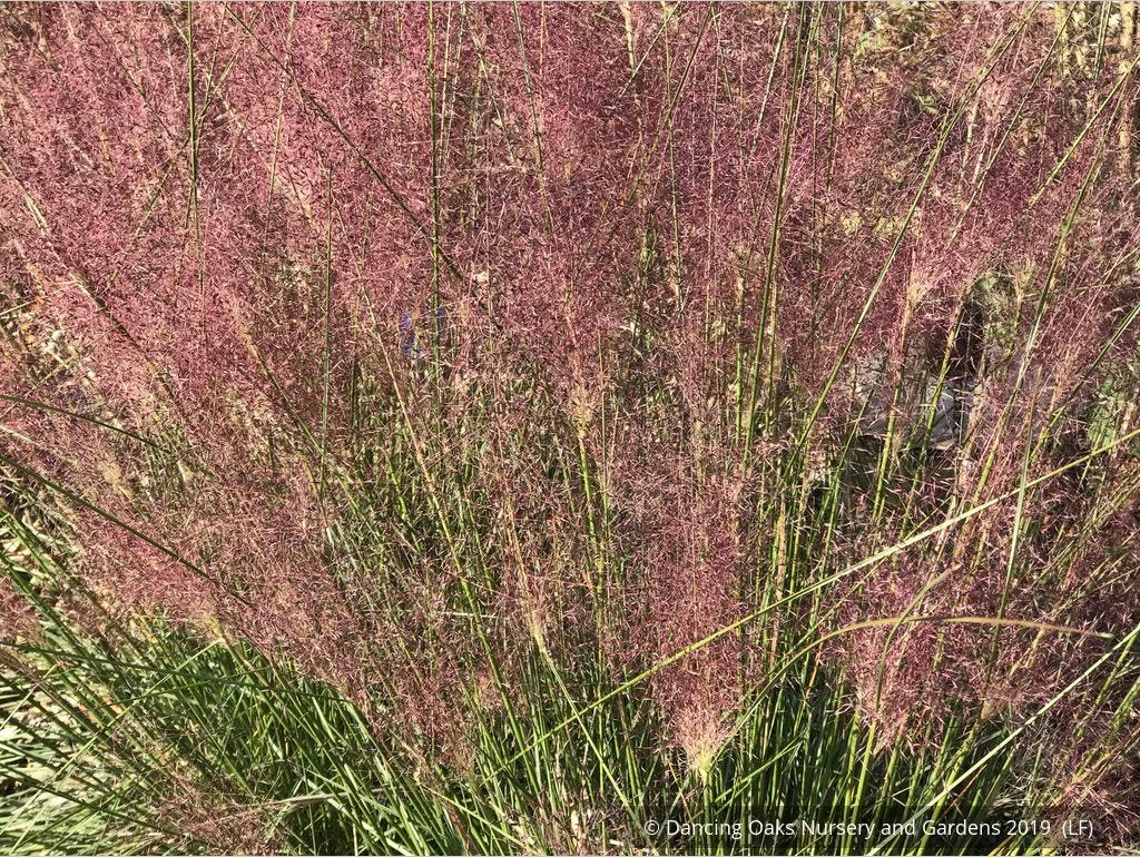 Grasses ~ Muhlenbergia 'Fast Forward', Pink Muhly Grass ~ Dancing Oaks Nursery and Gardens ~ Retail Nursery ~ Mail Order Nursery