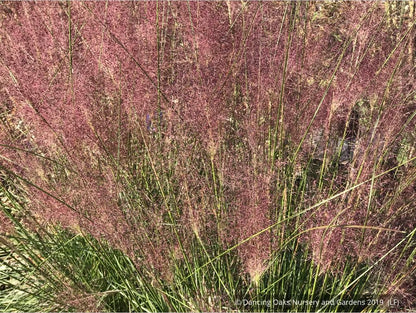 Grasses ~ Muhlenbergia 'Fast Forward', Pink Muhly Grass ~ Dancing Oaks Nursery and Gardens ~ Retail Nursery ~ Mail Order Nursery