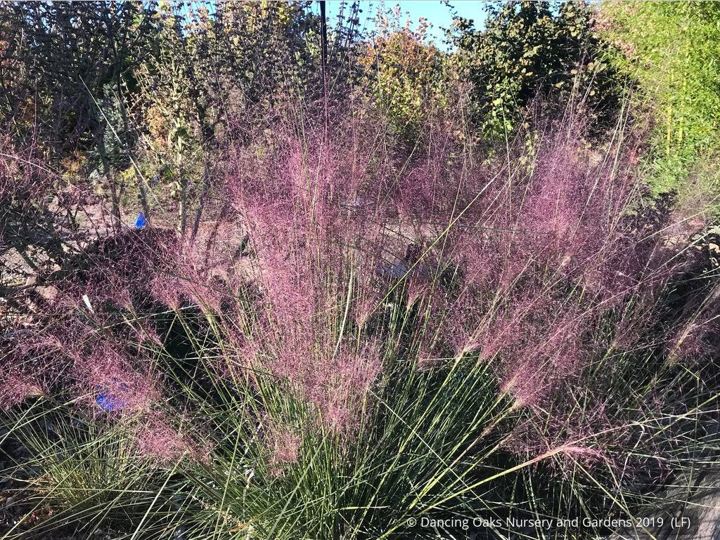 Grasses ~ Muhlenbergia 'Fast Forward', Pink Muhly Grass ~ Dancing Oaks Nursery and Gardens ~ Retail Nursery ~ Mail Order Nursery