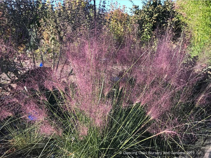 Grasses ~ Muhlenbergia 'Fast Forward', Pink Muhly Grass ~ Dancing Oaks Nursery and Gardens ~ Retail Nursery ~ Mail Order Nursery