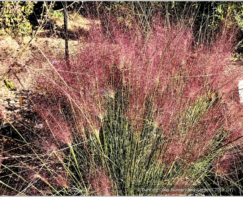 Grasses ~ Muhlenbergia 'Fast Forward', Pink Muhly Grass ~ Dancing Oaks Nursery and Gardens ~ Retail Nursery ~ Mail Order Nursery