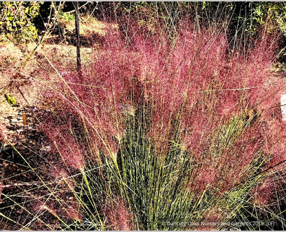 Grasses ~ Muhlenbergia 'Fast Forward', Pink Muhly Grass ~ Dancing Oaks Nursery and Gardens ~ Retail Nursery ~ Mail Order Nursery