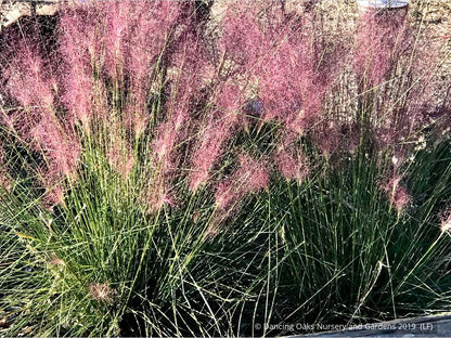 Grasses ~ Muhlenbergia 'Fast Forward', Pink Muhly Grass ~ Dancing Oaks Nursery and Gardens ~ Retail Nursery ~ Mail Order Nursery