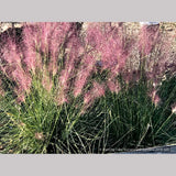 Grasses ~ Muhlenbergia 'Fast Forward', Pink Muhly Grass ~ Dancing Oaks Nursery and Gardens ~ Retail Nursery ~ Mail Order Nursery
