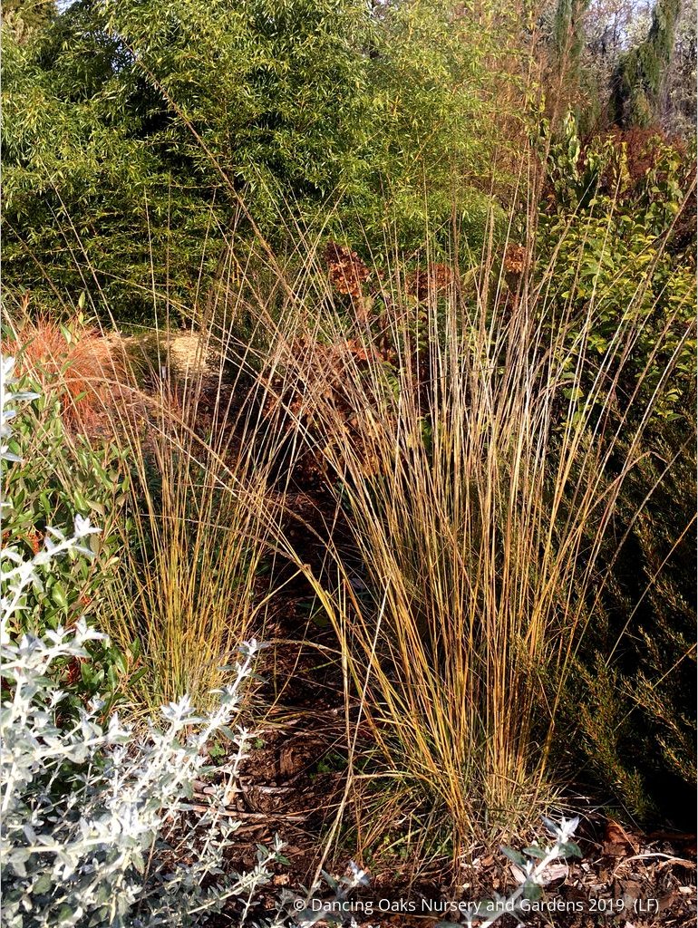Grasses ~ Muhlenbergia rigens, Deer Grass ~ Dancing Oaks Nursery and Gardens ~ Retail Nursery ~ Mail Order Nursery
