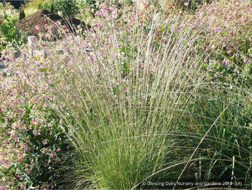 Grasses ~ Muhlenbergia rigens, Deer Grass ~ Dancing Oaks Nursery and Gardens ~ Retail Nursery ~ Mail Order Nursery