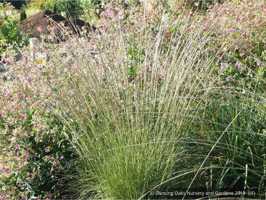 Grasses ~ Muhlenbergia rigens, Deer Grass ~ Dancing Oaks Nursery and Gardens ~ Retail Nursery ~ Mail Order Nursery