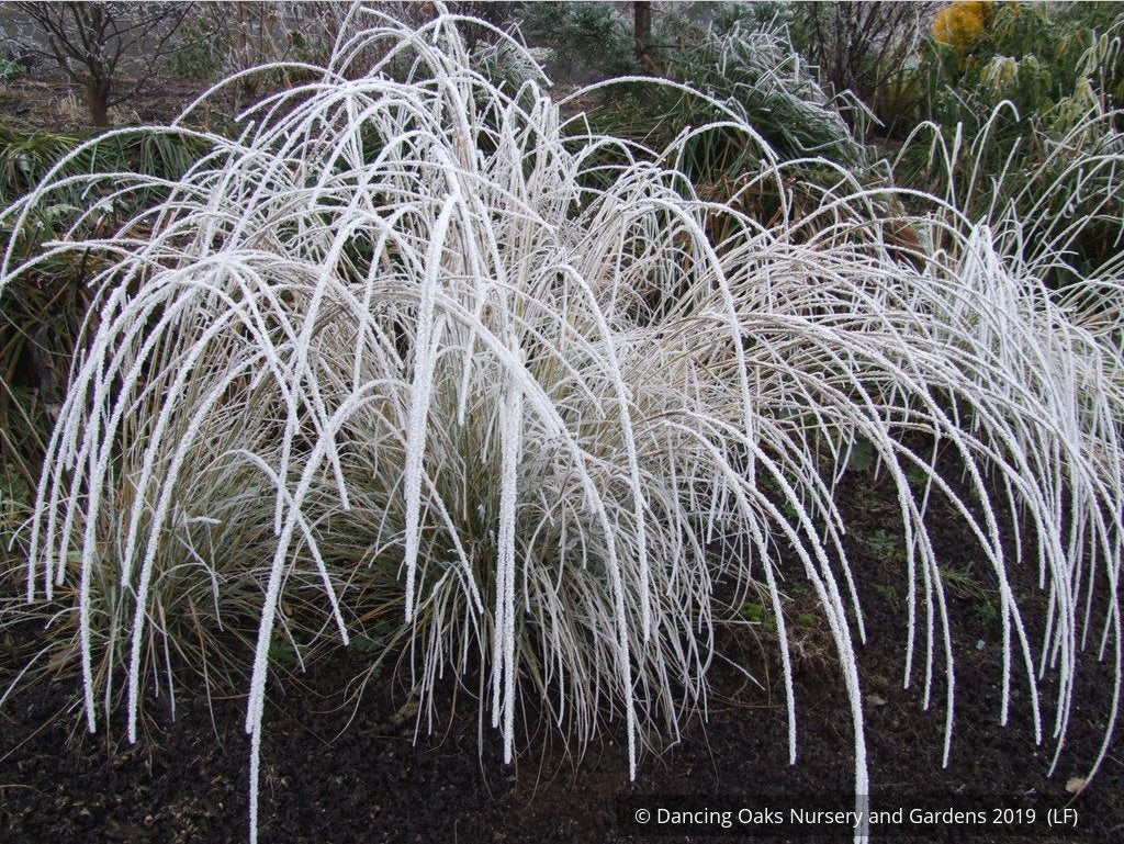 Grasses ~ Muhlenbergia rigens, Deer Grass ~ Dancing Oaks Nursery and Gardens ~ Retail Nursery ~ Mail Order Nursery