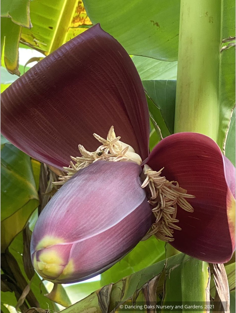 Musa sikkimensis 'Bengal Tiger', Bengal Tiger Banana