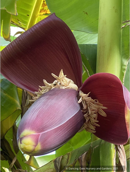 Musa sikkimensis 'Bengal Tiger', Bengal Tiger Banana