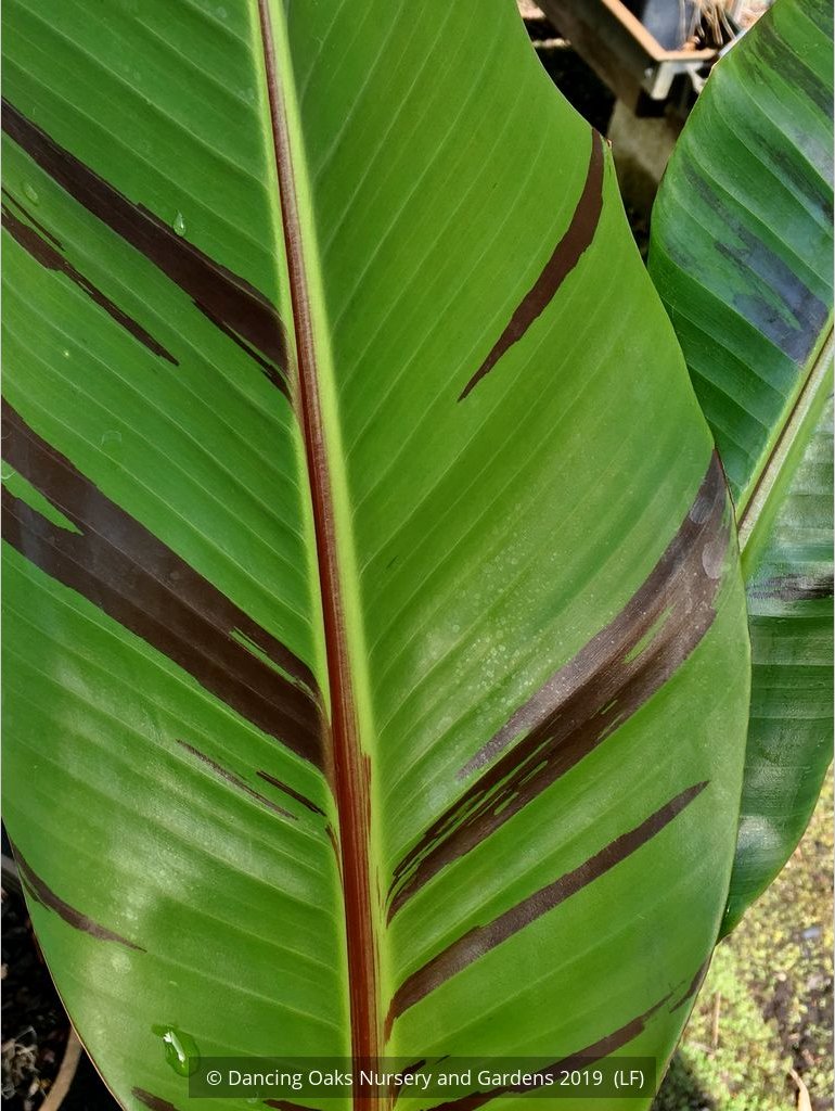 Trees ~ Musa sikkimensis 'Bengal Tiger', Bengal Tiger Banana ~ Dancing Oaks Nursery and Gardens ~ Retail Nursery ~ Mail Order Nursery
