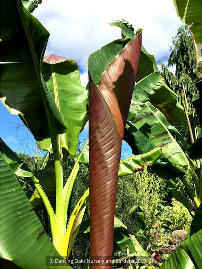 Trees ~ Musa sikkimensis 'Bengal Tiger', Bengal Tiger Banana ~ Dancing Oaks Nursery and Gardens ~ Retail Nursery ~ Mail Order Nursery