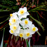 Bulbs & Tubers ~ Narcissus 'Avalanche' ~ Dancing Oaks Nursery and Gardens ~ Retail Nursery ~ Mail Order Nursery