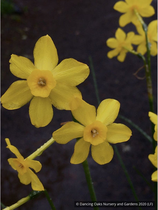 Bulbs & Tubers ~ Narcissus 'Baby Moon', Mini Daffodil ~ Dancing Oaks Nursery and Gardens ~ Retail Nursery ~ Mail Order Nursery