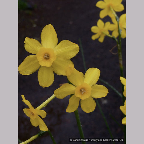 Bulbs & Tubers ~ Narcissus 'Baby Moon', Mini Daffodil ~ Dancing Oaks Nursery and Gardens ~ Retail Nursery ~ Mail Order Nursery