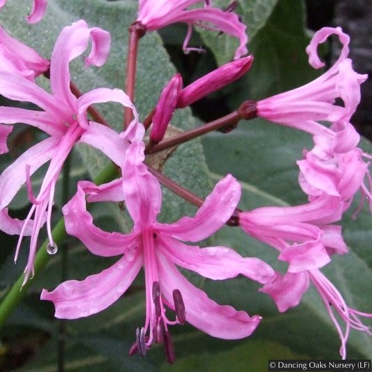 Bulbs & Tubers ~ Nerine bowdenii, Guernsey Lily ~ Dancing Oaks Nursery and Gardens ~ Retail Nursery ~ Mail Order Nursery