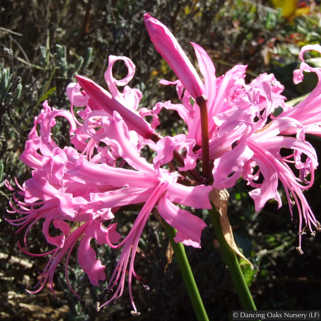 Bulbs & Tubers ~ Nerine bowdenii, Guernsey Lily ~ Dancing Oaks Nursery and Gardens ~ Retail Nursery ~ Mail Order Nursery