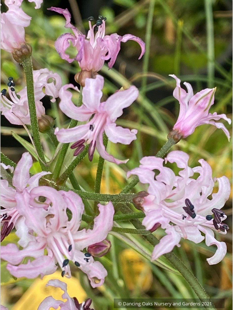 Nerine filifolia, Guernsey Lily