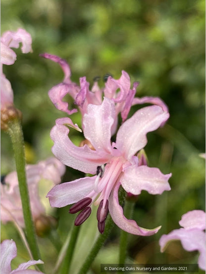 Nerine filifolia, Guernsey Lily