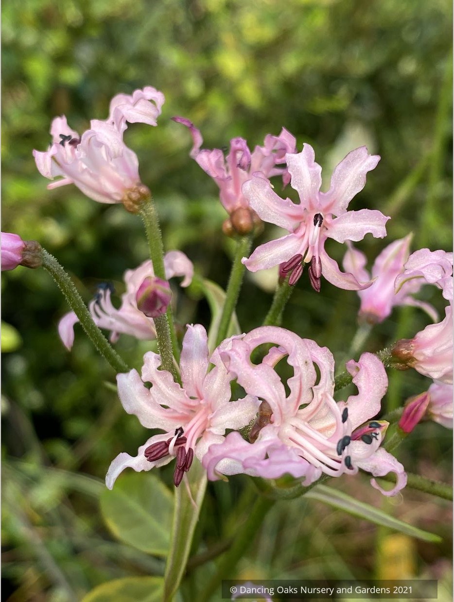 Nerine filifolia, Guernsey Lily