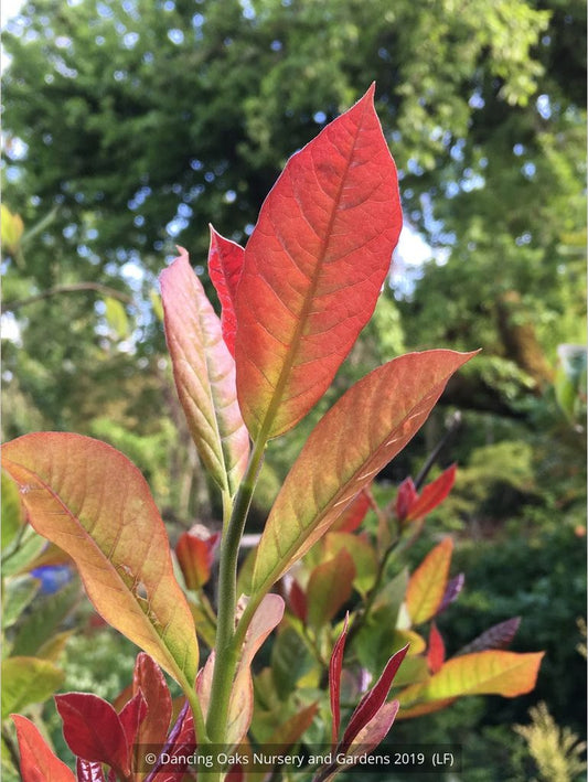 Trees ~ Nyssa sylvatica 'Wildfire', Tupelo ~ Dancing Oaks Nursery and Gardens ~ Retail Nursery ~ Mail Order Nursery