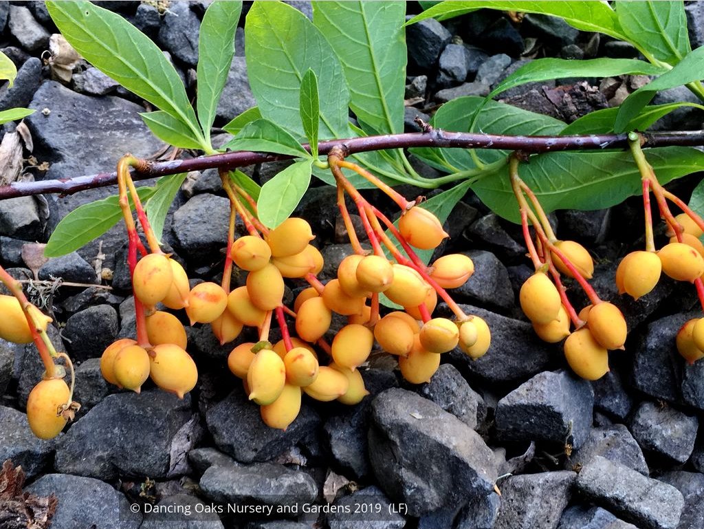 Shrubs ~ Oemleria cerasiformis, Oso Berry or Indian Plum ~ Dancing Oaks Nursery and Gardens ~ Retail Nursery ~ Mail Order Nursery