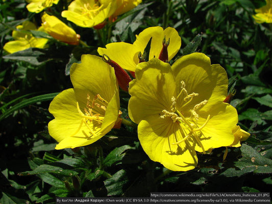 Perennials ~ Oenothera fruticosa, Narrowleaf Evening Primrose/Sundrops ~ Dancing Oaks Nursery and Gardens ~ Retail Nursery ~ Mail Order Nursery
