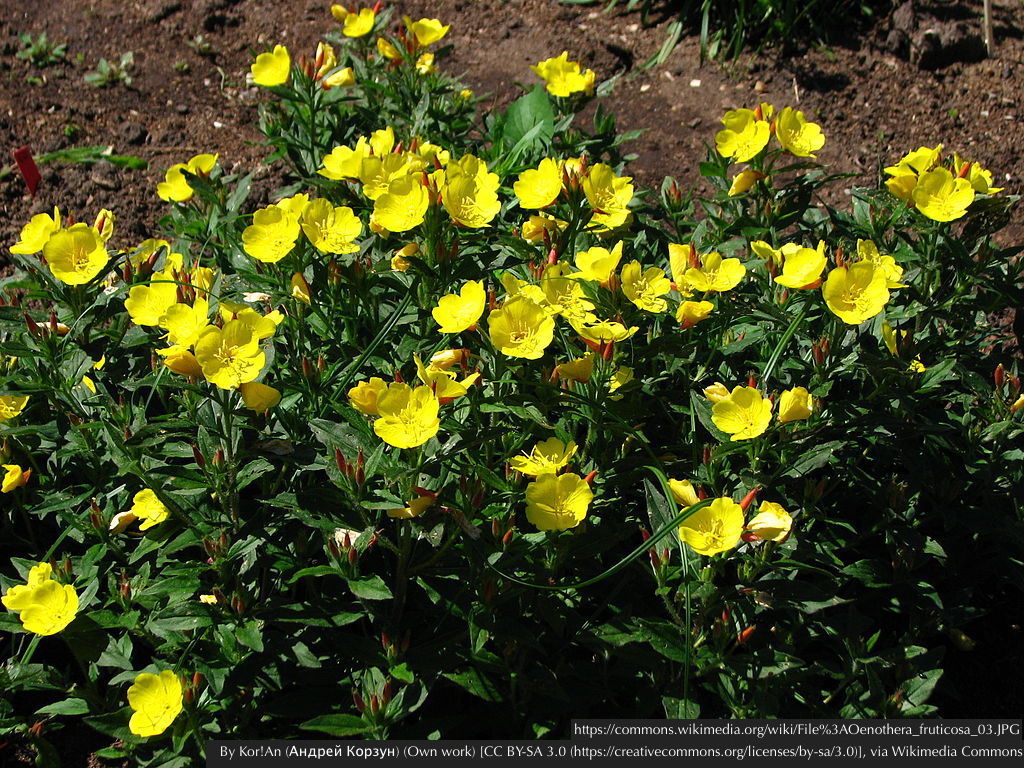 Perennials ~ Oenothera fruticosa, Narrowleaf Evening Primrose/Sundrops ~ Dancing Oaks Nursery and Gardens ~ Retail Nursery ~ Mail Order Nursery