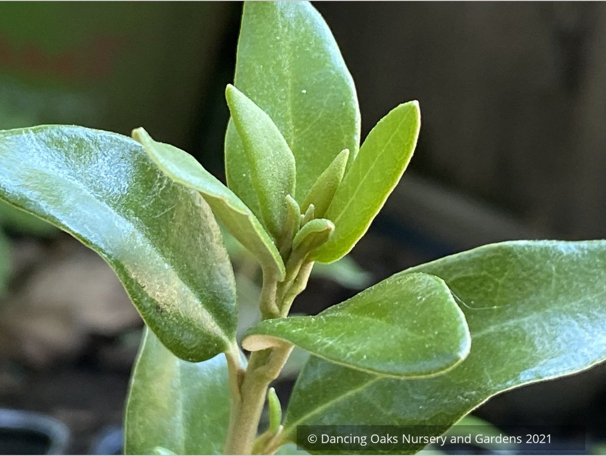 Olearia x haastii, New Zealand Daisy Shrub