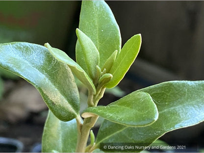 Olearia x haastii, New Zealand Daisy Shrub
