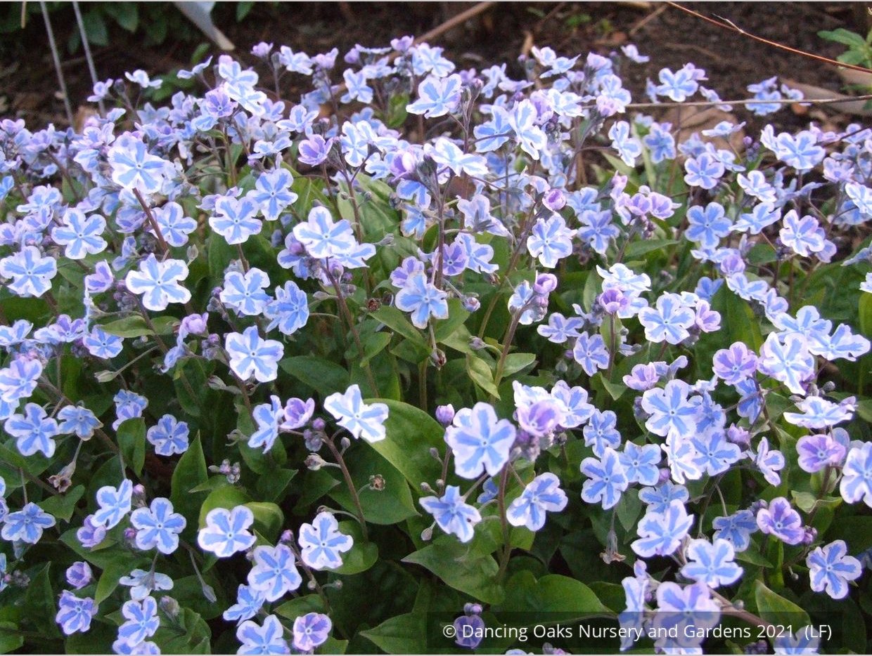 Perennials ~ Omphalodes cappadocica 'Starry Eyes', Navelwort ~ Dancing Oaks Nursery and Gardens ~ Retail Nursery ~ Mail Order Nursery