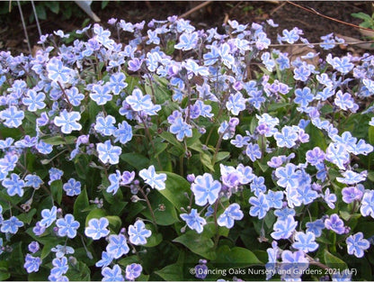 Perennials ~ Omphalodes cappadocica 'Starry Eyes', Navelwort ~ Dancing Oaks Nursery and Gardens ~ Retail Nursery ~ Mail Order Nursery