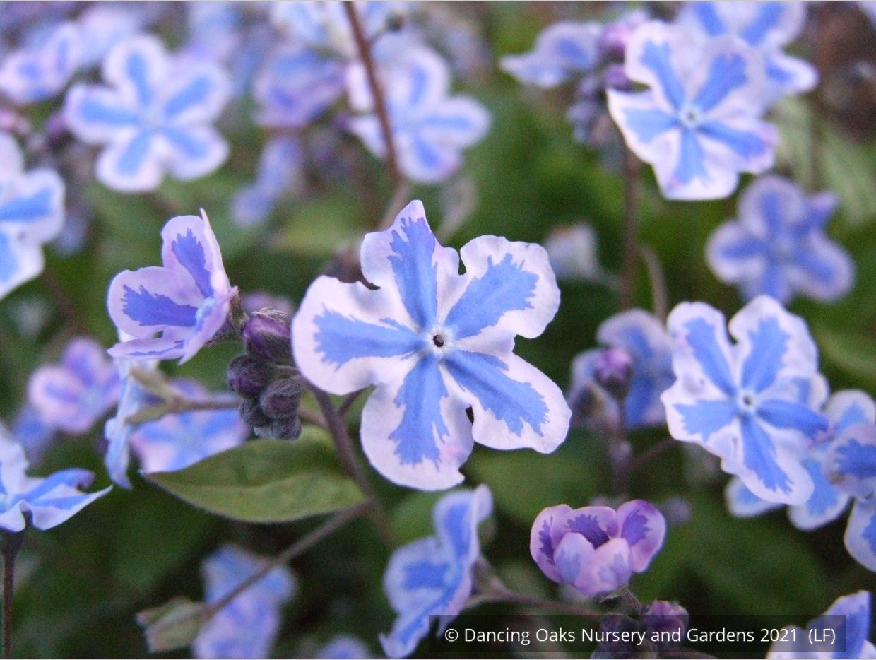Perennials ~ Omphalodes cappadocica 'Starry Eyes', Navelwort ~ Dancing Oaks Nursery and Gardens ~ Retail Nursery ~ Mail Order Nursery
