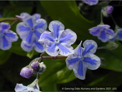 Perennials ~ Omphalodes cappadocica 'Starry Eyes', Navelwort ~ Dancing Oaks Nursery and Gardens ~ Retail Nursery ~ Mail Order Nursery