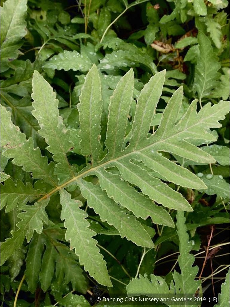 Ferns ~ Onoclea sensibilis, Sensitive Fern ~ Dancing Oaks Nursery and Gardens ~ Retail Nursery ~ Mail Order Nursery