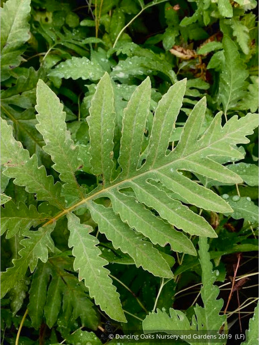 Ferns ~ Onoclea sensibilis, Sensitive Fern ~ Dancing Oaks Nursery and Gardens ~ Retail Nursery ~ Mail Order Nursery