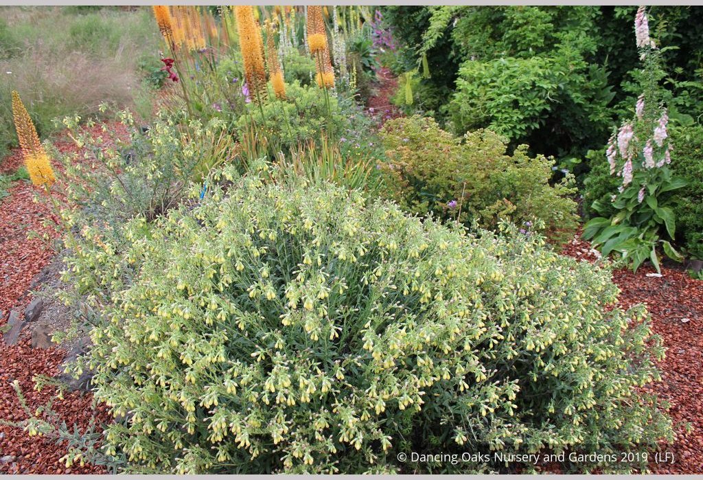 Perennials ~ Onosma species, Golden Drop ~ Dancing Oaks Nursery and Gardens ~ Retail Nursery ~ Mail Order Nursery