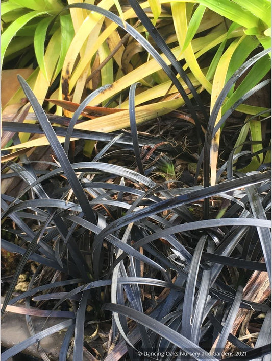 Ophiopogon planiscapus 'Nigrescens', Black Mondo Grass