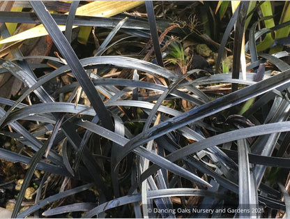 Ophiopogon planiscapus 'Nigrescens', Black Mondo Grass