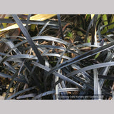 Ophiopogon planiscapus 'Nigrescens', Black Mondo Grass