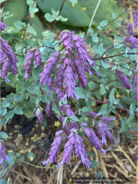 Origanum x 'Bristol Cross', Ornamental Oregano