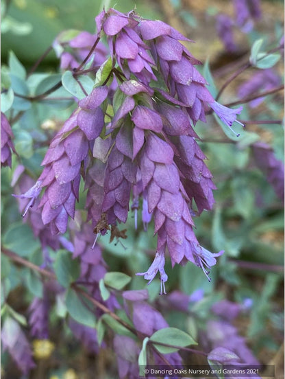 Origanum x 'Bristol Cross', Ornamental Oregano