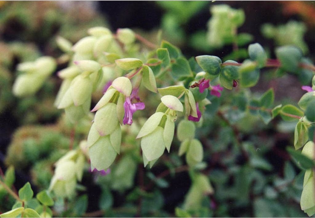 Perennials ~ Origanum libanoticum, Cascading Hopflower ~ Dancing Oaks Nursery and Gardens ~ Retail Nursery ~ Mail Order Nursery