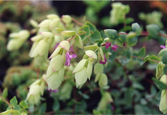 Perennials ~ Origanum libanoticum, Cascading Hopflower ~ Dancing Oaks Nursery and Gardens ~ Retail Nursery ~ Mail Order Nursery