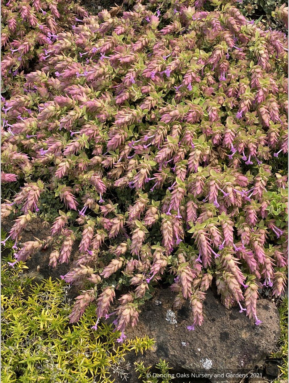 Perennials ~ Origanum x suendermanii, Ornamental Oregano ~ Dancing Oaks Nursery and Gardens ~ Retail Nursery ~ Mail Order Nursery