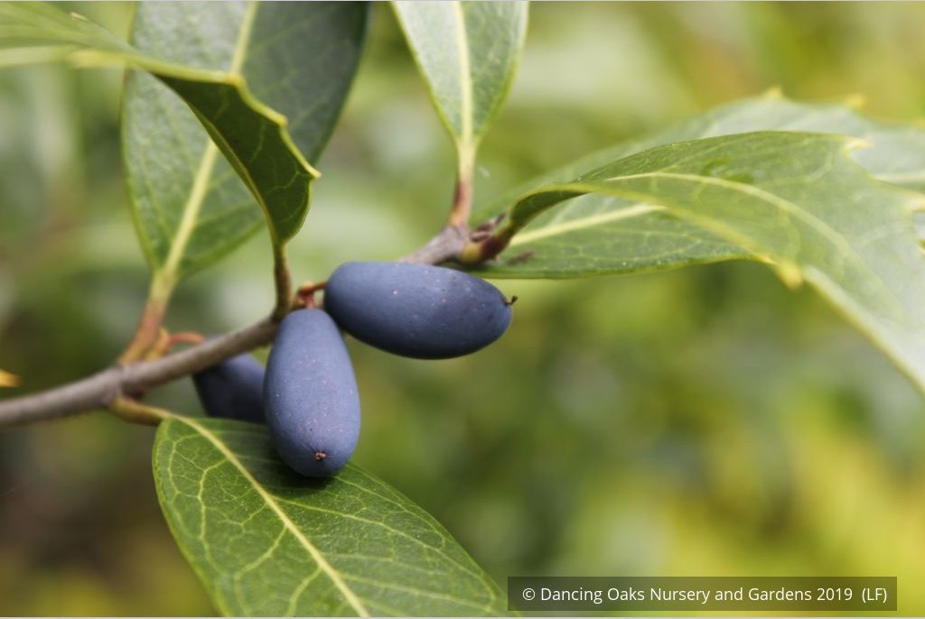 Shrubs ~ Osmanthus armatus, Holly Olive ~ Dancing Oaks Nursery and Gardens ~ Retail Nursery ~ Mail Order Nursery