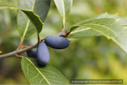 Shrubs ~ Osmanthus armatus, Holly Olive ~ Dancing Oaks Nursery and Gardens ~ Retail Nursery ~ Mail Order Nursery