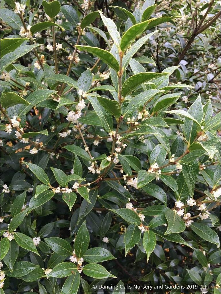 Shrubs ~ Osmanthus armatus, Holly Olive ~ Dancing Oaks Nursery and Gardens ~ Retail Nursery ~ Mail Order Nursery