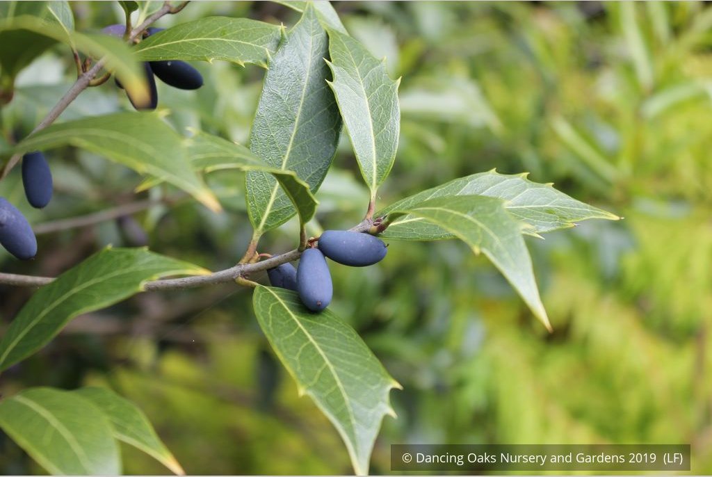 Shrubs ~ Osmanthus armatus, Holly Olive ~ Dancing Oaks Nursery and Gardens ~ Retail Nursery ~ Mail Order Nursery